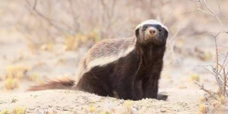 مواطن يعثر على حيوان “الظربان” في محوت: فماذا تعرف عنه؟