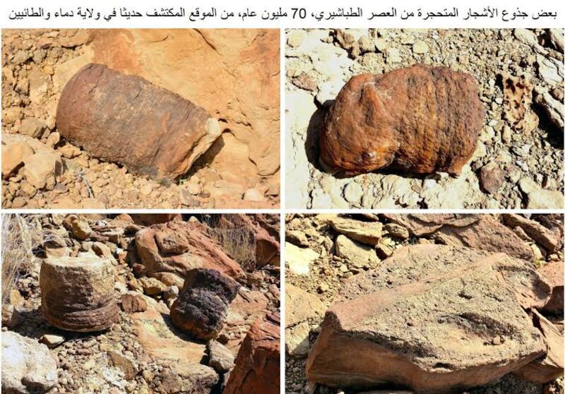 اكتشاف أقدم دليل على ظهور النخيل.. وجيولوجي يوضح