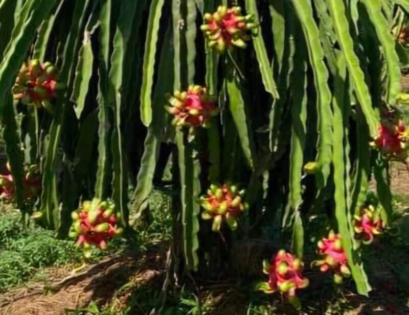 التنين: فاكهة مكسيكية انتشرت زراعتها في سلطنة عمان، فهل جربتها؟