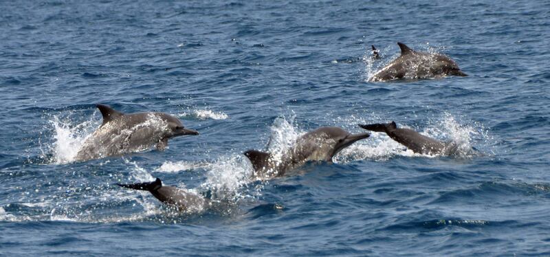 هيئة البيئة توضح حول محمية المنتزه الوطني الطبيعي في مسندم التي أنشئت بمرسوم سلطاني