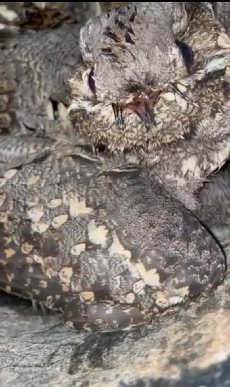 البيئة تشكر طالبًا أنقذ طائرًا مهاجرًا