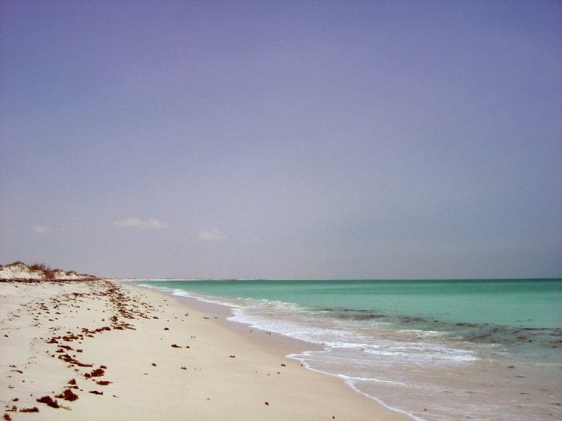 ملايين من سرطانات البحر في بر الحكمان