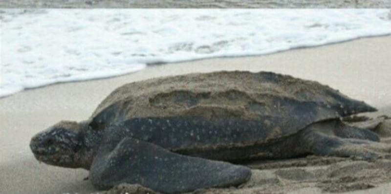 ماذا تعرف عن السلحفاء النملة التي تعيش في بحار سلطنة عمان؟