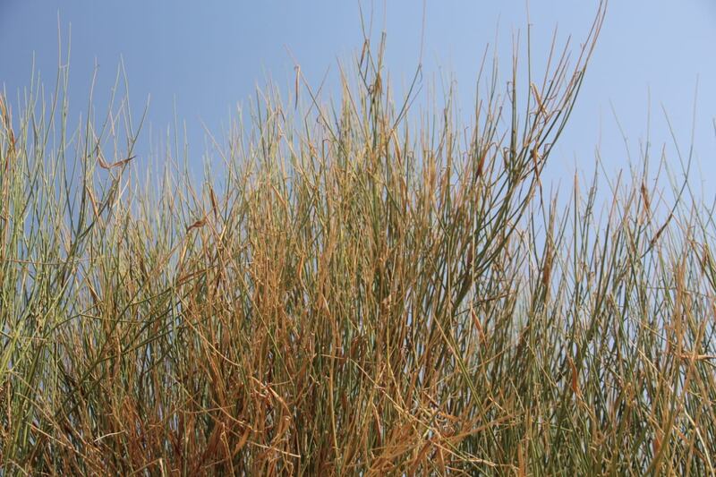 قرية عُمانية سُمِّيت بها: هل سمعت بـ “شجرة النار”؟