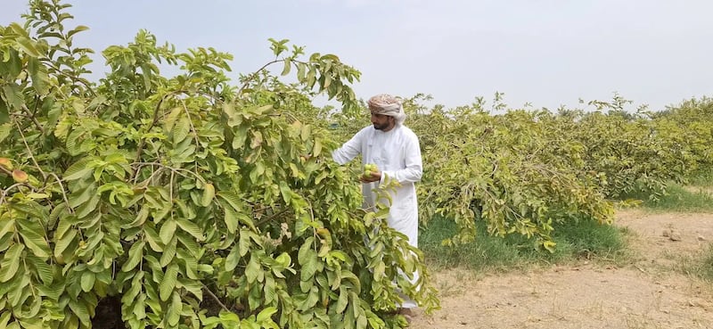 قصة نجاح في ولاية ضنك: شاب عماني يحقق حلمه بزراعة فاكهة الجوافة