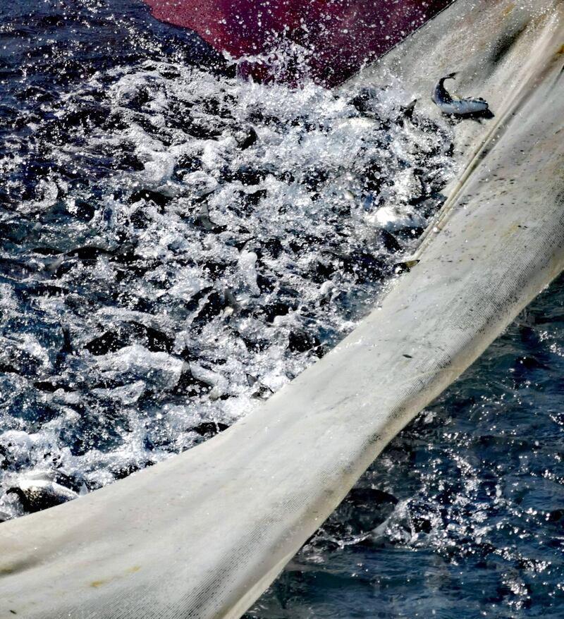 خيرٌ وفير من مشروع استثماري للأسماك في مسندم