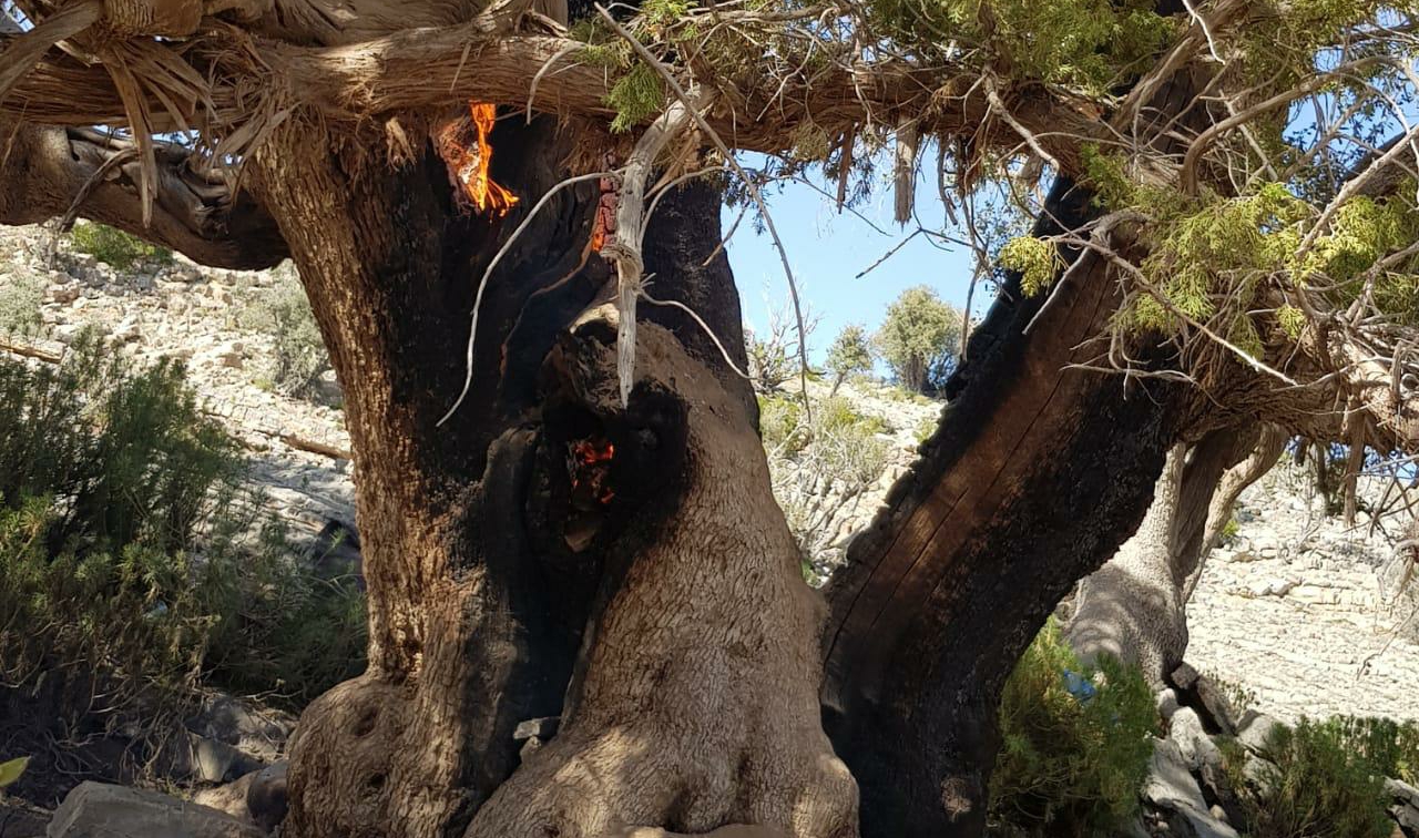البيئة تتفاعل مع حرق الشجرة المعمّرة