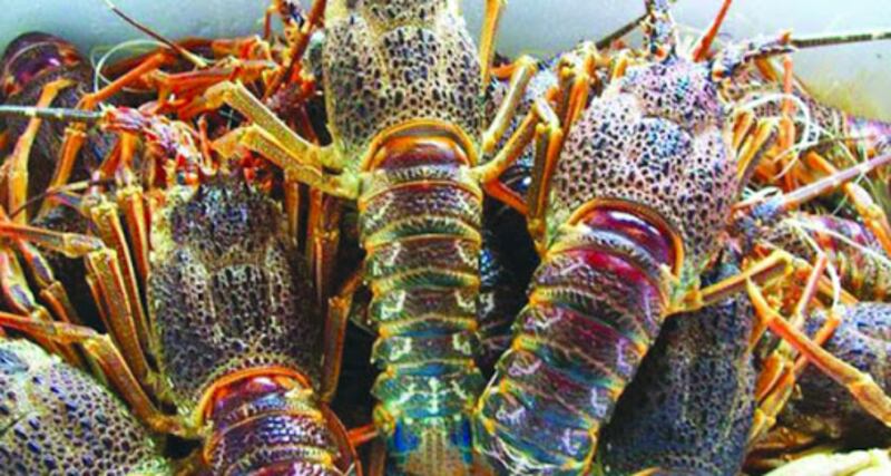 مسؤول يوضح الممارسات المؤثرة على مخزون الشارخة