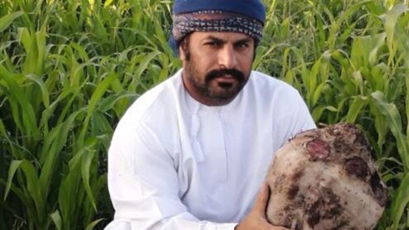 ثمرة شمندر وزنها 8 كجم في منح