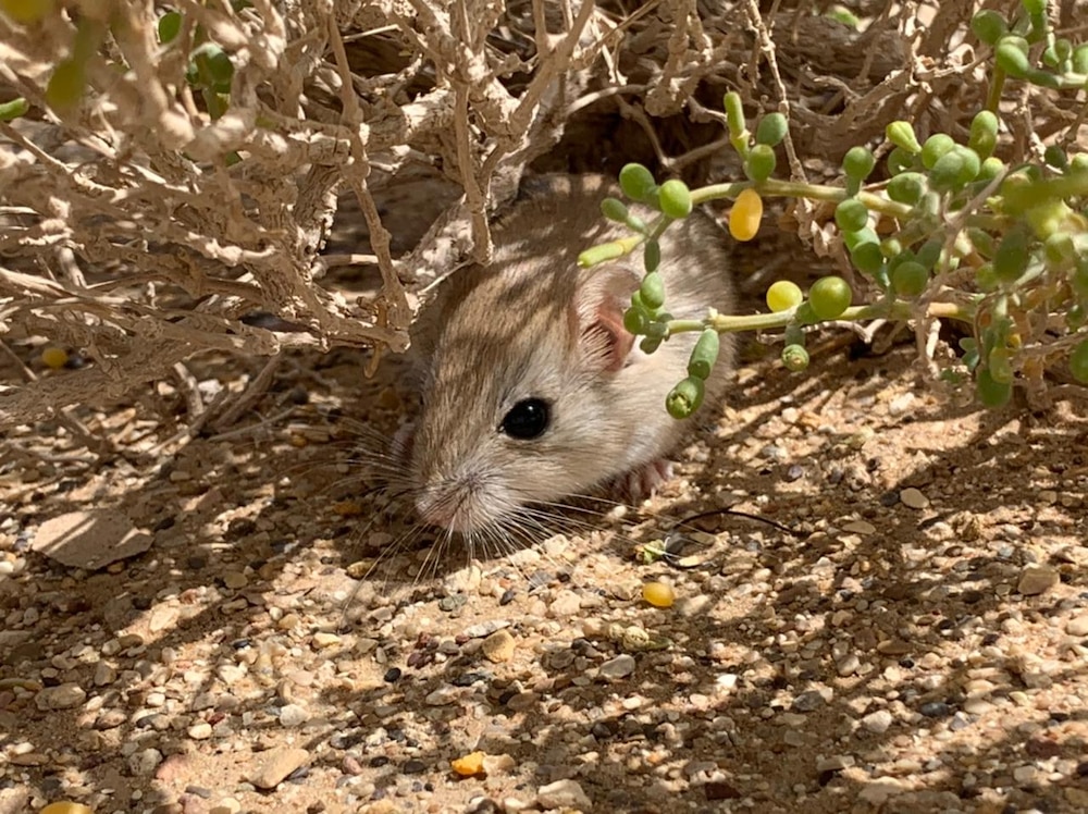 حيوانات نادرة في الظاهرة