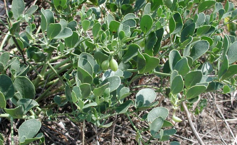 تنبت في عدة دول منها السلطنة: ماذا تعرف عن “العشبة العجيبة”؟