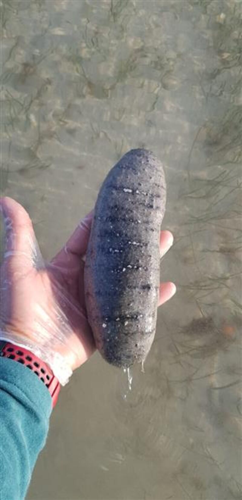 “فك البحر” مصدر رزق في محوت