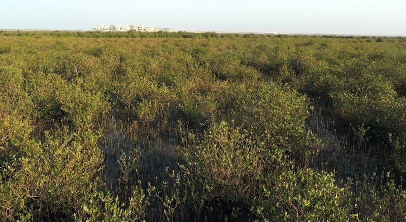 لها سمات تميزها: ماذا تعرف عن أشجار القرم في السلطنة؟