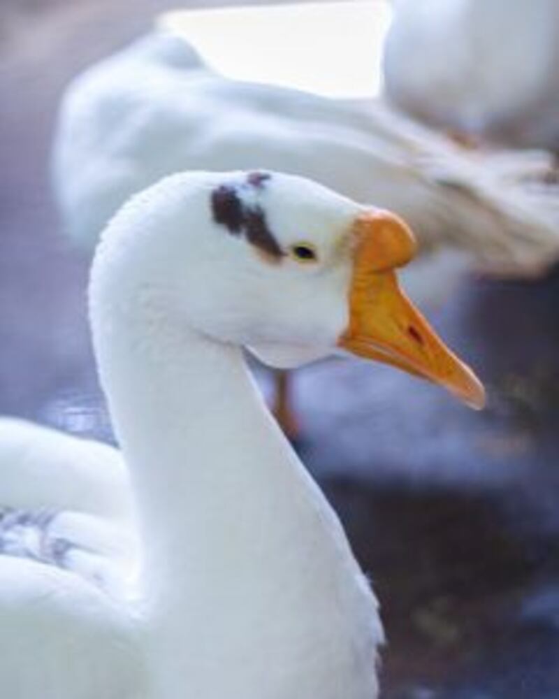 توجد به حيوانات نادرة: تعرّف على متنزه النعمان ببركاء