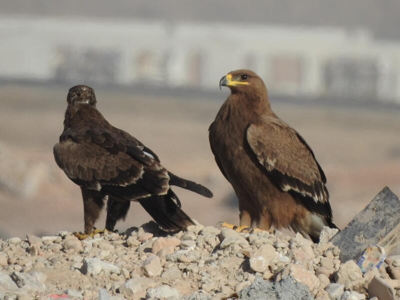 ”عقاب السهوب“ يتجه إلى الانقراض من البيئة العُمانية 