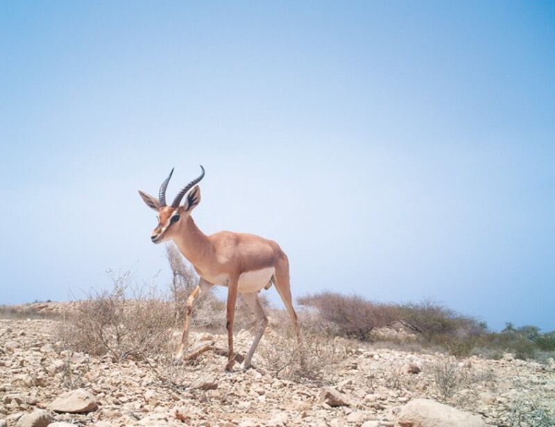 العقوبات تصل إلى الحبس: القانون العُماني وضع مواد تُوفِّر الحماية للحيوان، فما هي؟
