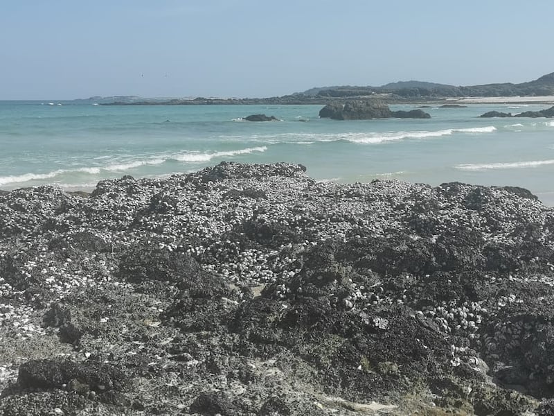 “الزوكة” نشاط اجتماعي في ظفار؛ فماذا تعرف عنه؟