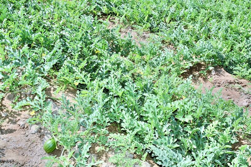 بالصور: مواطن يحقق إنتاجية كبيرة من زراعة الجح