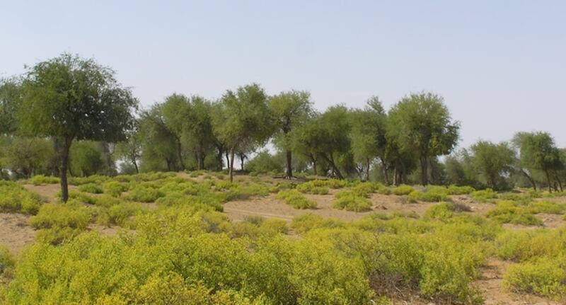 إنشاء محمية جديدة في الشرقية؛ فهل تنوي زيارتها؟