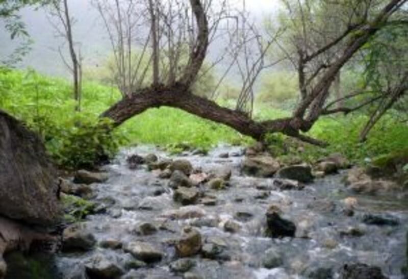 ماذا تعرف عن عين طبرق ذات الأشجار الكثيفة؟