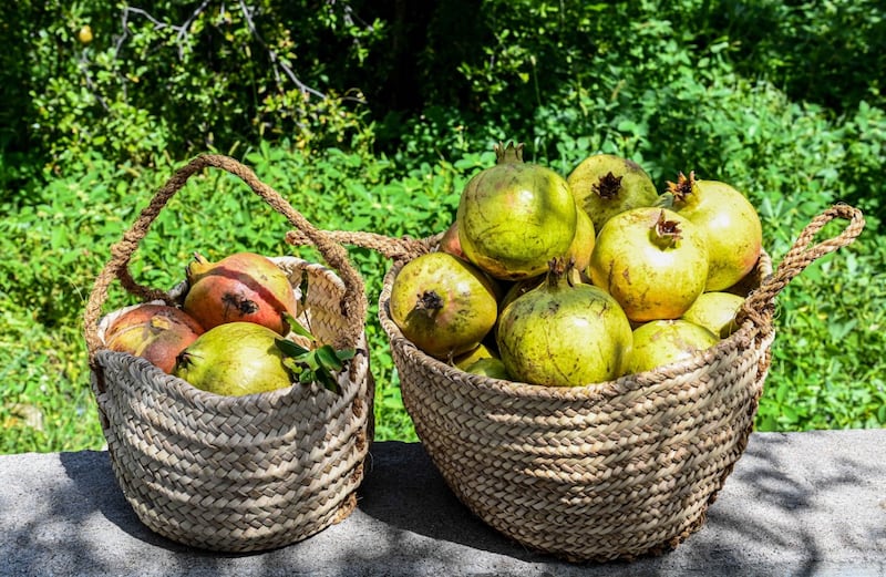 10 حبات بـ8 ريالات: بدء حصاد الرمان الجبلي