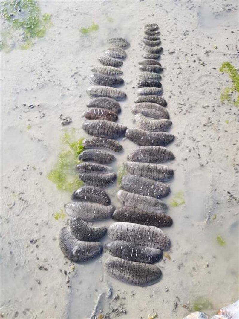 “فك البحر” مصدر رزق في محوت