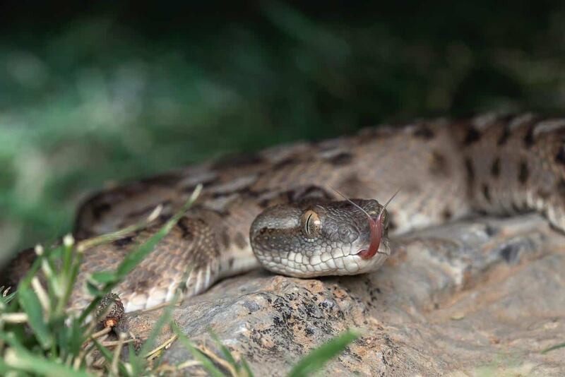 نحو 22 نوعًا من الثعابين موجودة في محافظاتنا؛ فماذا تفعل لو لدغك أحدها؟