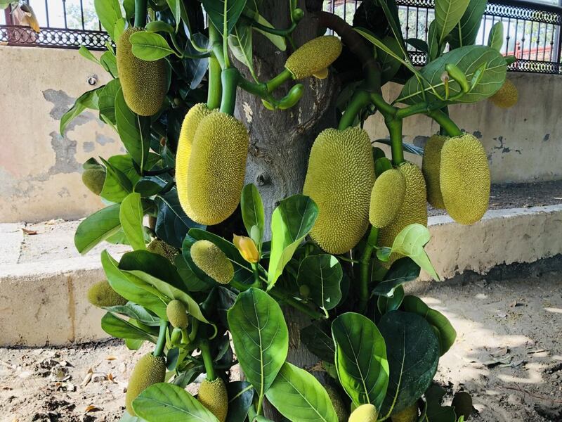 زراعة “الجاك فروت” في السويق