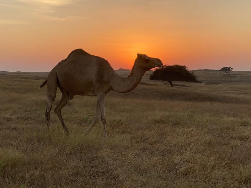 وسائل التواصل ساعدت في تداوله: دبرارتٌ.. فنٌ محلي من ظفار