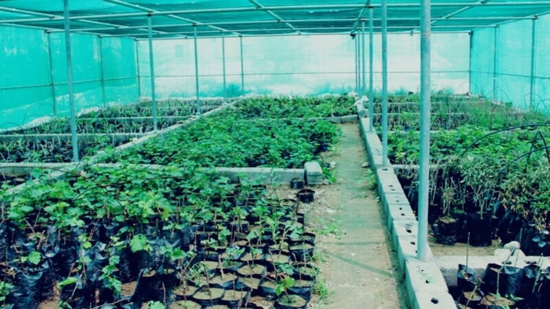 ماذا تعرف عن المشتل الرعوي بالظاهرة؟