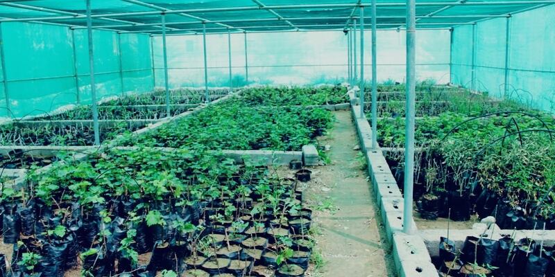 ماذا تعرف عن المشتل الرعوي بالظاهرة؟