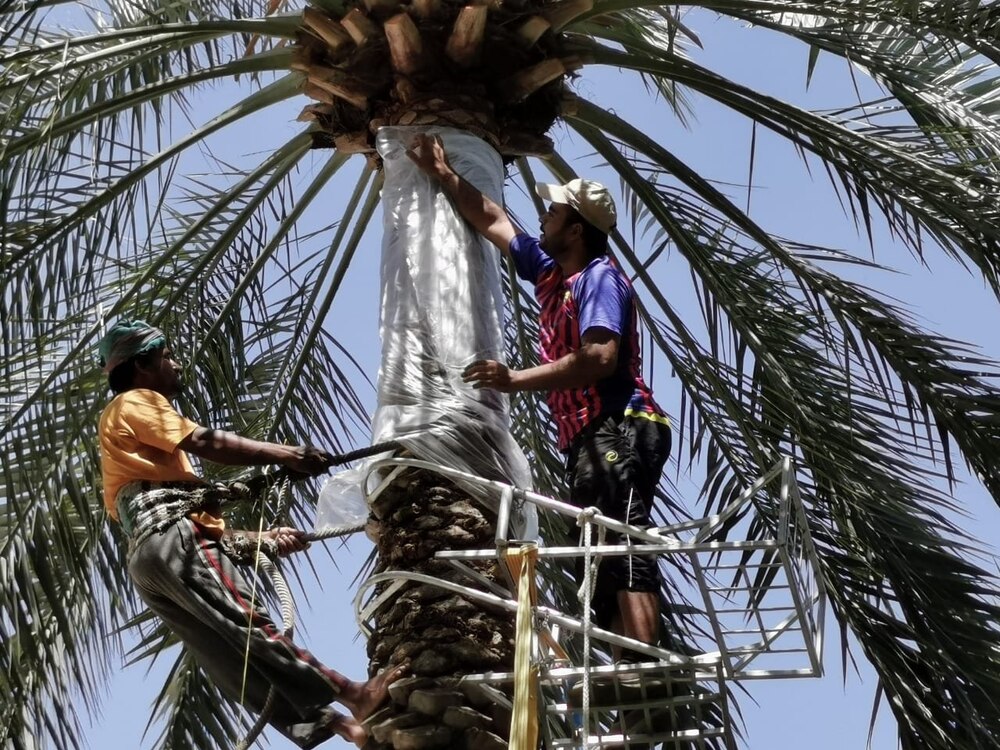 نجاح عملية الترقيد الهوائي للنخيل في العوابي
