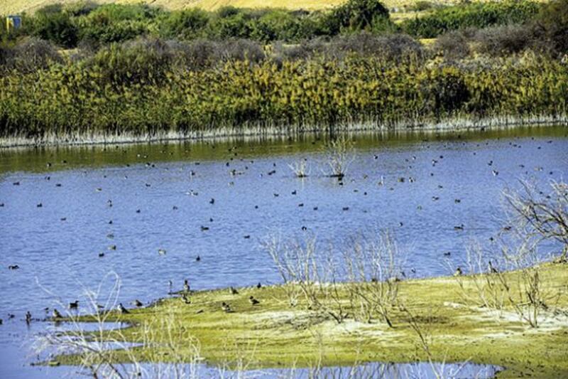 تعرّف على مفهوم الأراضي الرطبة وفائدتها الاقتصادية