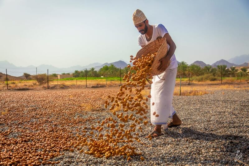 “التبسيل” موسم مهم وحرفة قديمة يمارسها المزارع العماني