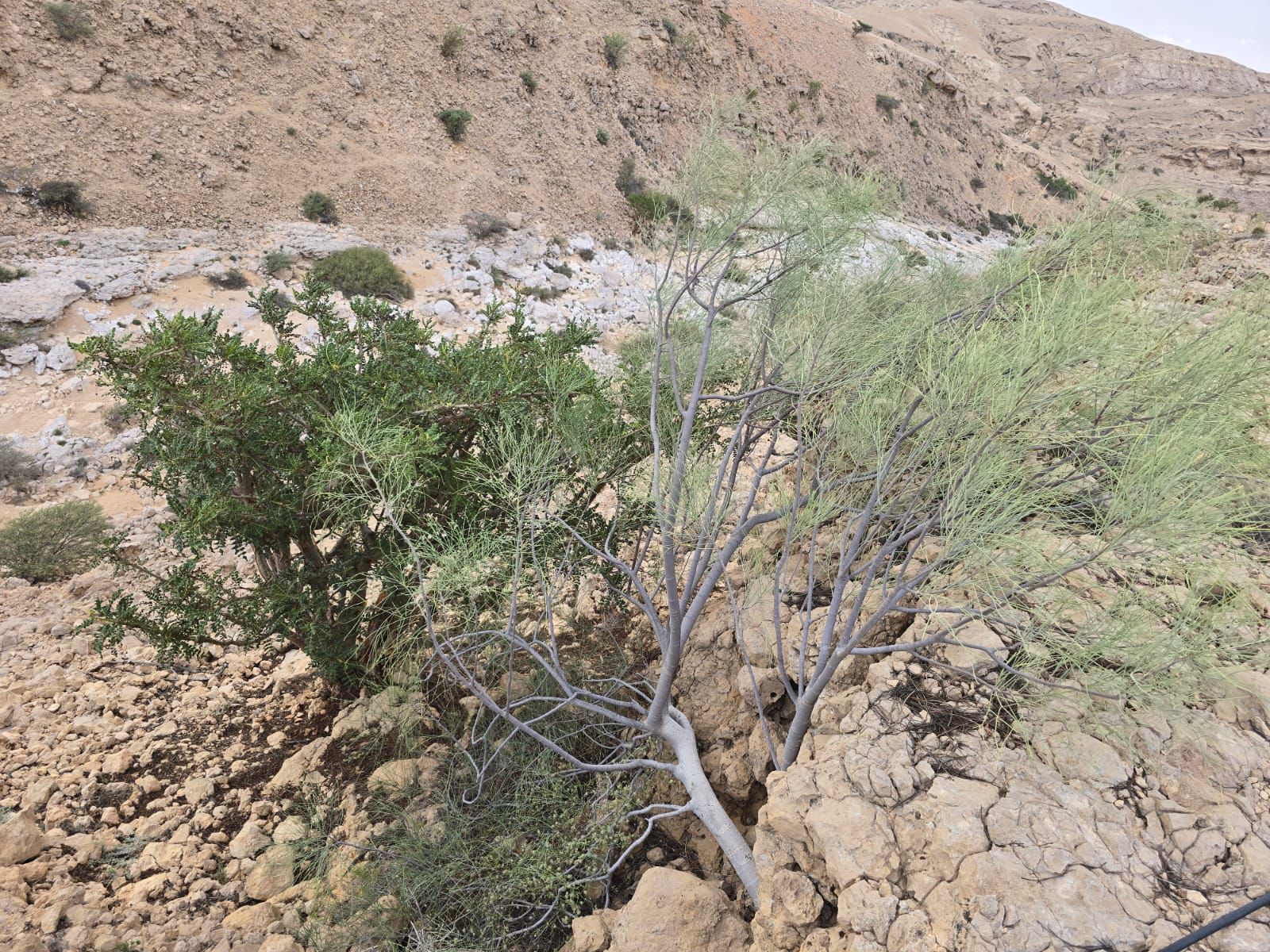 شجرتان من صبر الأرض: إليك ما لا تعرفه عن اللبان والبان