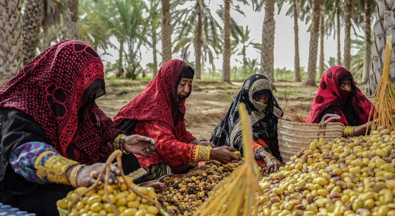 التبسيل في جعلان بني بو حسن: تقليد سنوي يساهم في تنمية الثروة الزراعية