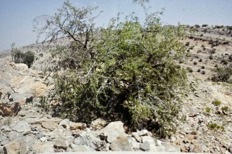 شجرة يُضرَب بها المثل “قيظ نمتة سبعة أيام ويعبّر”؛ فهل تعرفها؟