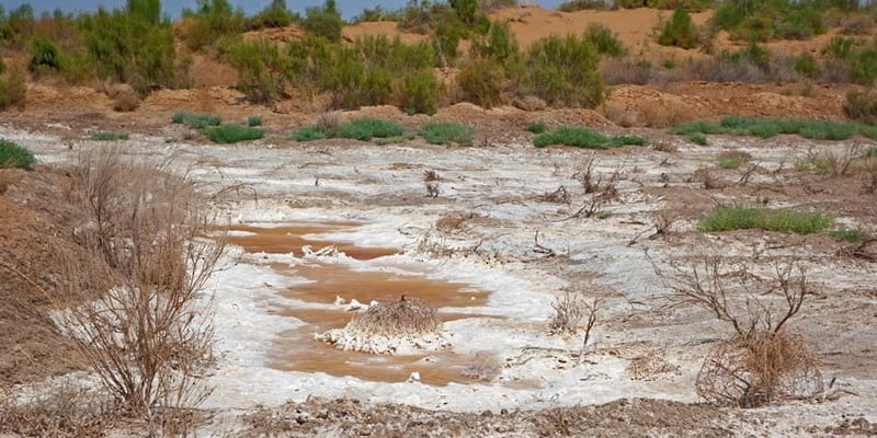نجاح تجربة عمانية: أسمدة خاصة تعالج ملوحة التربة