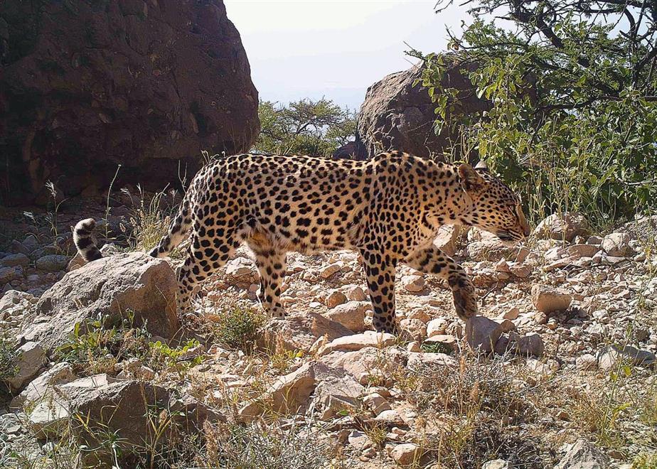 “حفظ البيئة” يوثق وجود النمر العربي بمنطقة هرويب بظفار