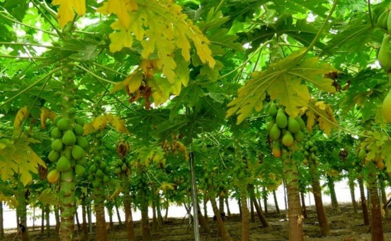 موجودة في السلطنة خصوصًا في ظفار: الباباظ” شجرة ذات فوائد غذائية وصحيّة