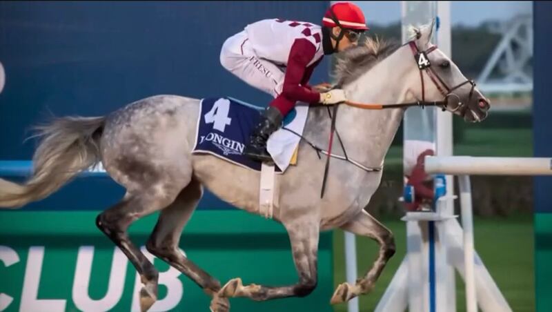 “راجح” يضيف إنجازًا جديدًا للفروسية العمانية