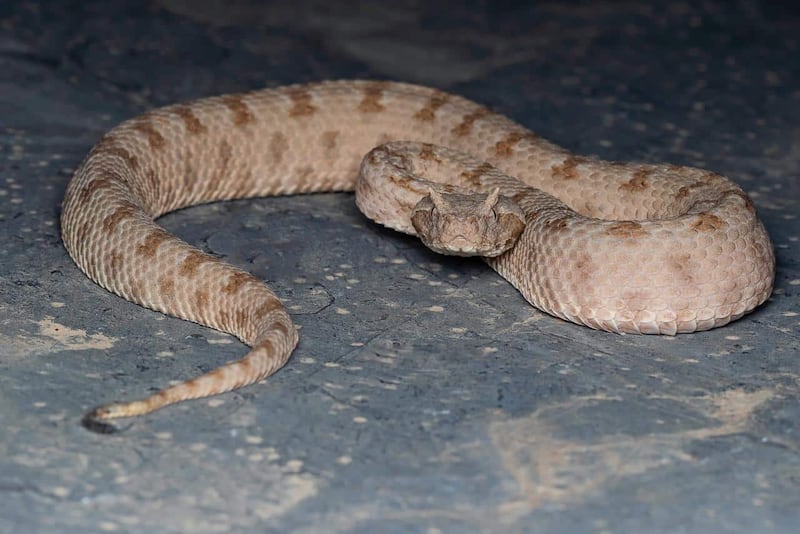 نحو 22 نوعًا من الثعابين موجودة في محافظاتنا؛ فماذا تفعل لو لدغك أحدها؟