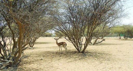 تطوير حديقة السليل الطبيعية