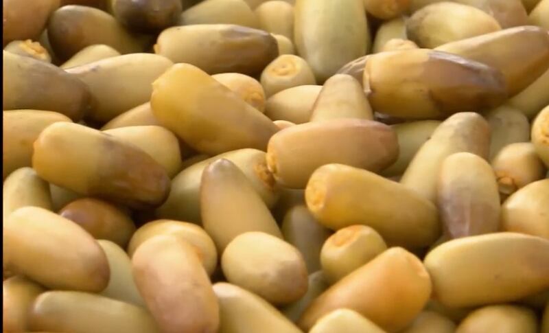 بدء تباشير القيظ والحبة بعشرة ريالات