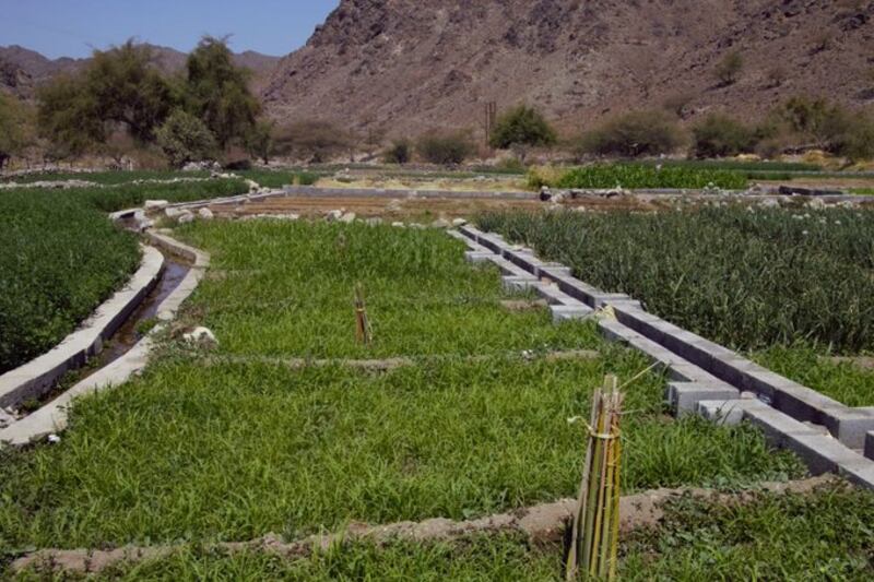 وال..قرية عُمانية أراضيها استُخدِمت لزراعة القمح