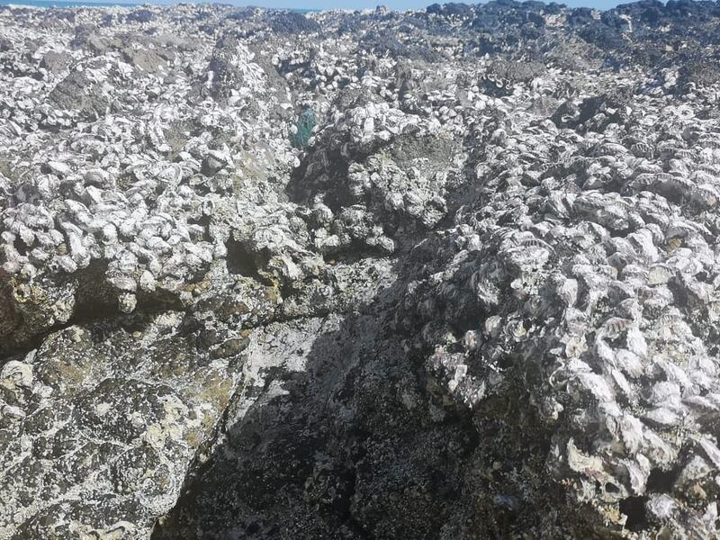 “الزوكة” نشاط اجتماعي في ظفار؛ فماذا تعرف عنه؟