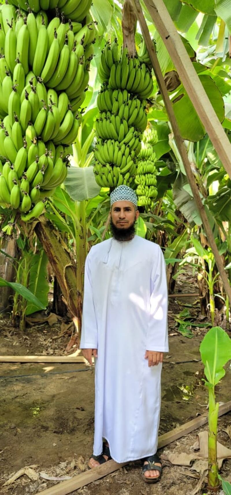 بالصور: “شاهين” يمحو مشروع مواطن حقق مردودًا جيدًا بزراعة أصناف عالمية من الموز