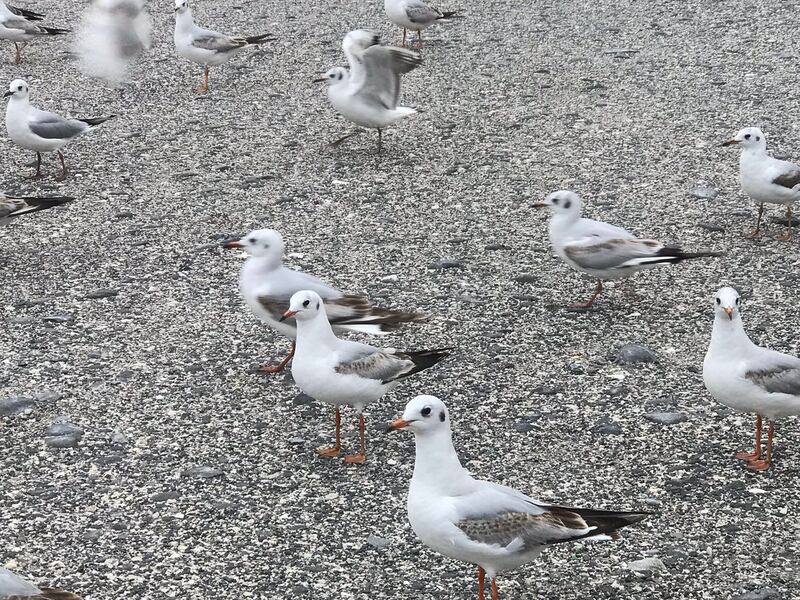 بالفيديو: إنقاذ طائر في مسندم
