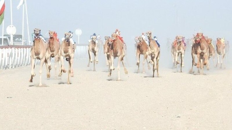 السلطنة تسجل سباقات الهجن في اليونسكو