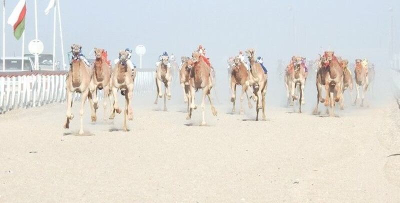 السلطنة تسجل سباقات الهجن في اليونسكو